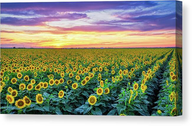 Sunflowers Canvas Print featuring the photograph Texas Sunflower Field at Sunset Pano by Robert Bellomy