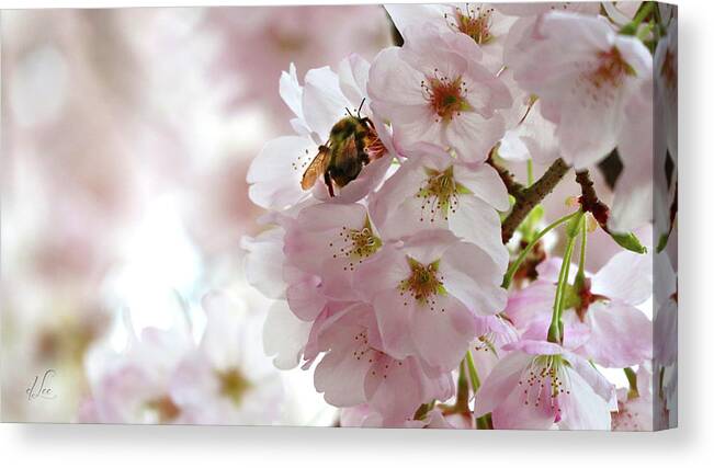 Apple Canvas Print featuring the photograph The Bee and the Apple Blossom by D Lee
