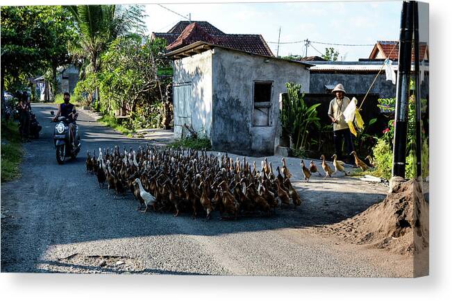 Bail Canvas Print featuring the photograph The Duck Whisperer - Bali, Indonesia by Earth And Spirit