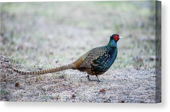 Phasianus Colchicus Colchicus Canvas Print featuring the photograph The Pheasant Beauty by Torbjorn Swenelius