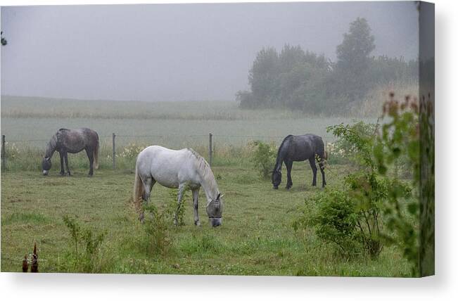 Three Horses Canvas Print featuring the photograph Three horses in a pasture a foggy morning by Torbjorn Swenelius