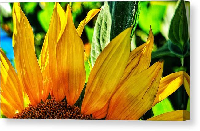 Sunflower Canvas Print featuring the photograph Today is a Good Day by Terry Ann Morris