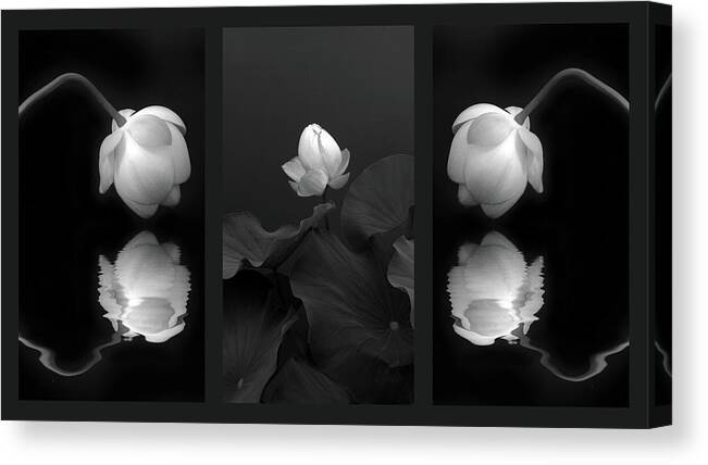 Lotus Canvas Print featuring the photograph Tonal Study Triptych by Jessica Jenney