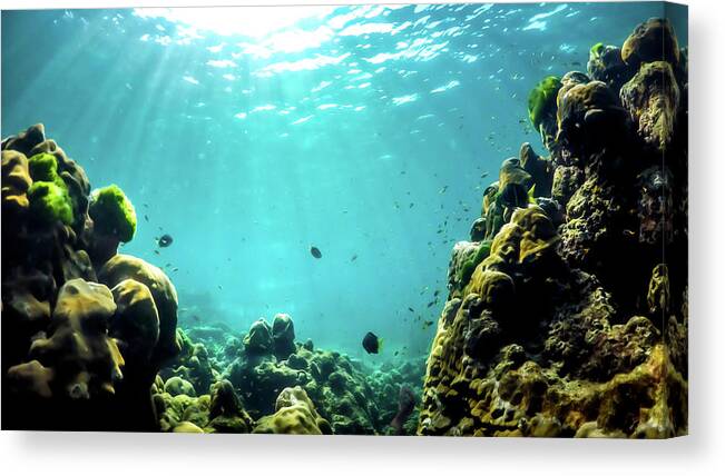 Underwater Canvas Print featuring the photograph Tropical Underwater Landscape by Nicklas Gustafsson