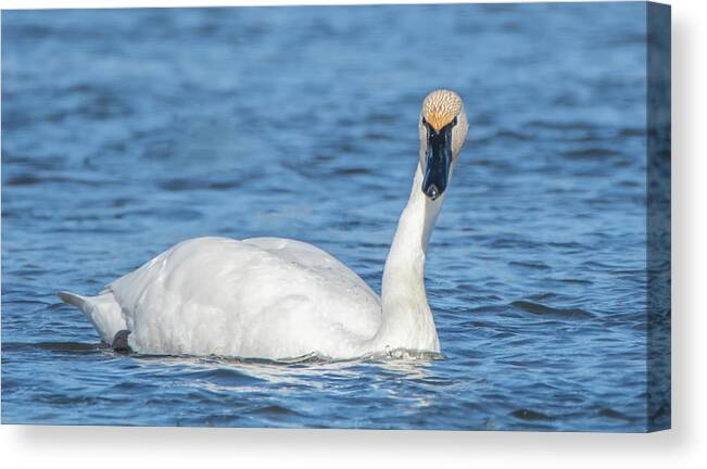 Trumpeter Swan Canvas Print featuring the photograph Trumpeter Swan 8046-120920-2 by Tam Ryan