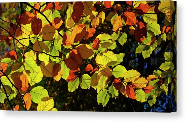 Fall Color Canvas Print featuring the photograph Under the Beech Tree by Garth Glazier