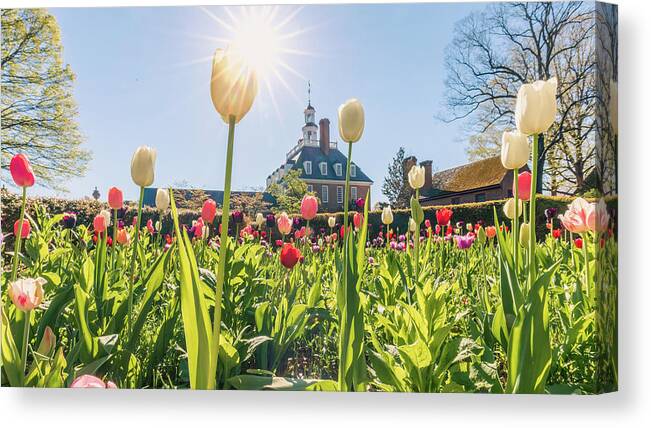 Tulips Canvas Print featuring the photograph Virginia Garden in the Spring by Rachel Morrison