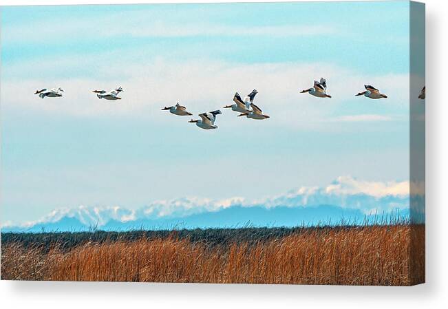Pelican Canvas Print featuring the photograph White Pelicans in flight by Rick Mosher