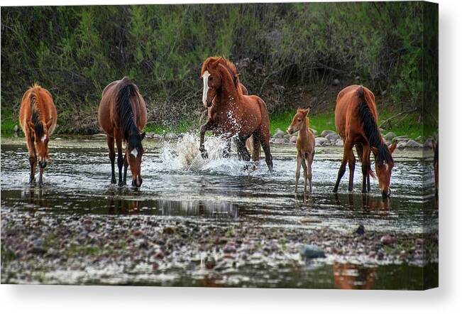 Salt River Horse Canvas Print featuring the photograph Wild Stallion in Salt River by Dave Dilli