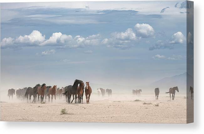 Stallion Canvas Print featuring the photograph Windy Trek. by Paul Martin