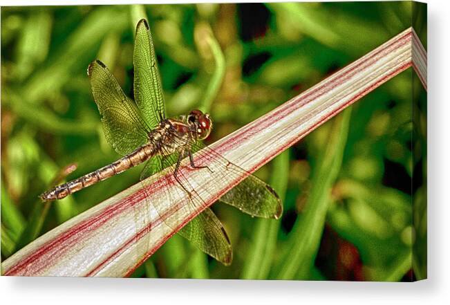 Dragonfly Canvas Print featuring the photograph Winged Dragon by Bill Barber
