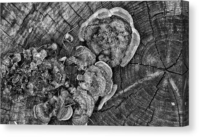 Wood Fungus Canvas Print featuring the photograph Wood fungus and tree rings by Alan Goldberg
