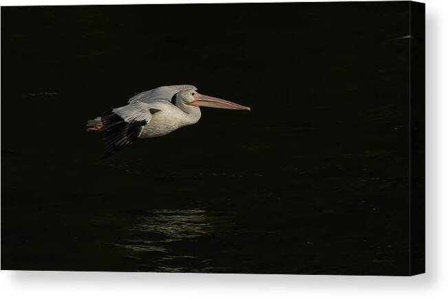 American White Pelican Canvas Print featuring the photograph Young Pelican 2016-8 by Thomas Young