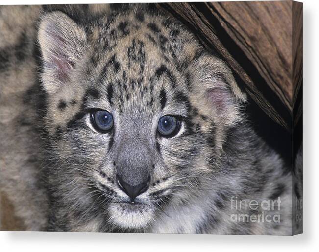 Asia Canvas Print featuring the photograph Snow Leopard Cub ENDANGERED by Dave Welling