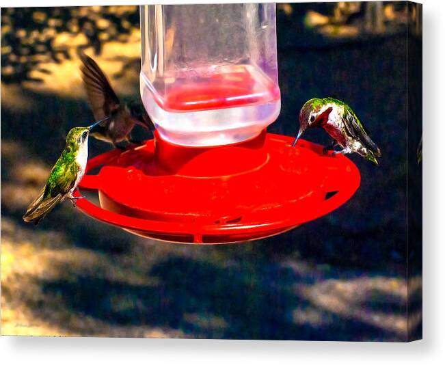  Canvas Print featuring the photograph Three Humming Birds in Arizona by Bob and Nadine Johnston