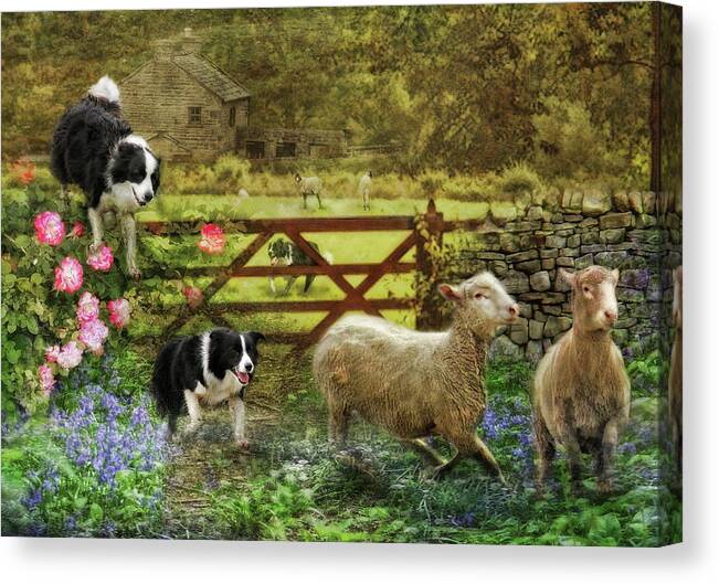 Border Collie Canvas Print featuring the photograph Collecting The Strays by Trudi Simmonds
