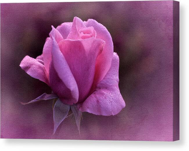 Rose Canvas Print featuring the photograph Vintage Pink Rose #1 by Richard Cummings