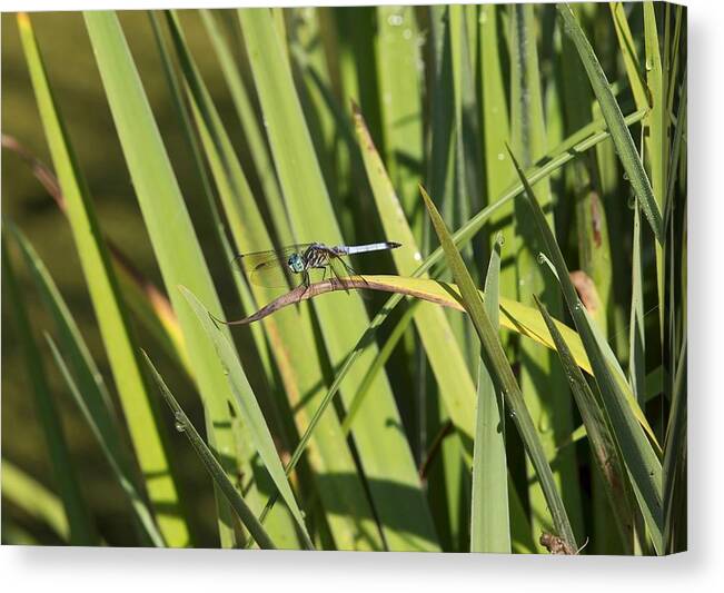 Dragonfly Canvas Print featuring the photograph Dragonfly by Ron Sgrignuoli