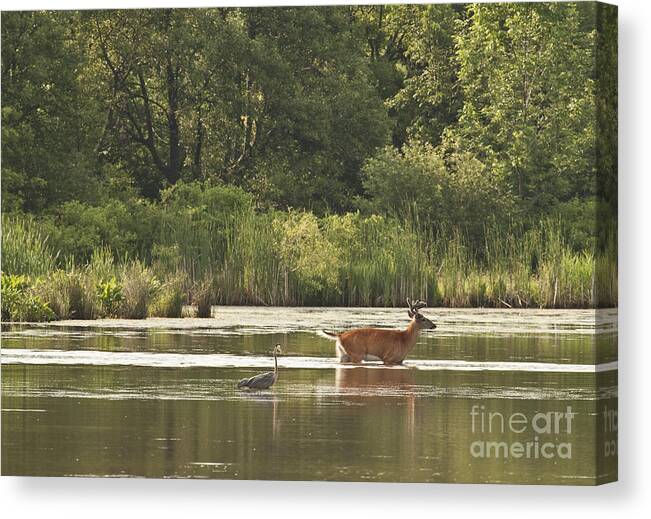 White Tailed Canvas Print featuring the photograph Unusual Pair by Jeannette Hunt