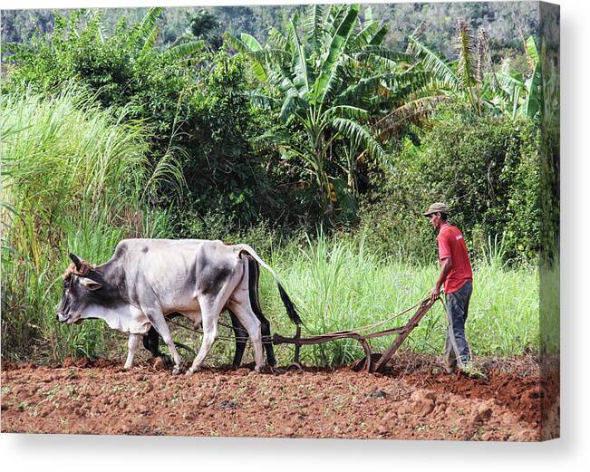 Cuba Canvas Print featuring the photograph A Cuban Tractor by Marla Craven