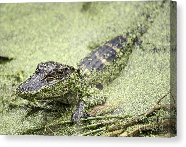 Alligator Canvas Print featuring the photograph Baby Alligator by Jeannette Hunt