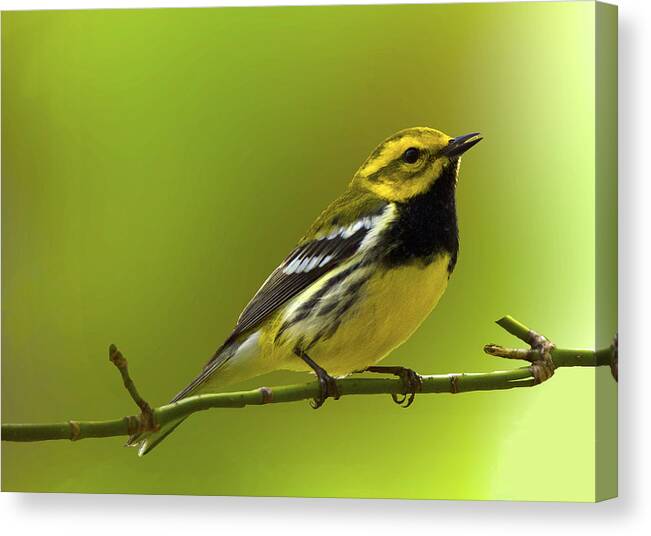 Black Throated Warbler Singing To The Moon And Back; Black Throated Warbler Singing At Magee Marsh; Black T Canvas Print featuring the photograph Black Throated Green Warbler singing to the moon and back by Carolyn Hall