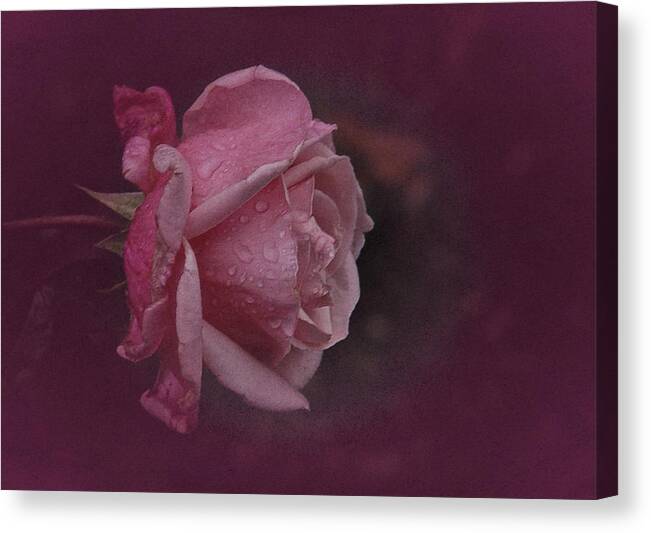 Pink Rose Canvas Print featuring the photograph Deep Pink Nov Rose by Richard Cummings
