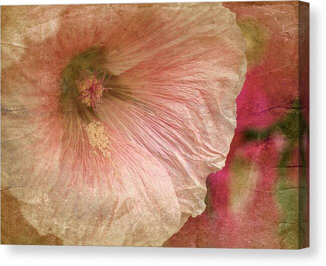 Beige Hollyhock Canvas Print featuring the photograph Hollyhock #3 by Richard Cummings