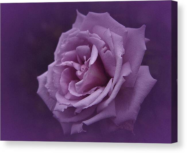 Rose Canvas Print featuring the photograph Purple Rose of November by Richard Cummings