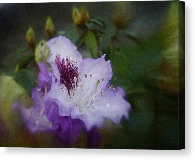 Rhododendron Canvas Print featuring the photograph Rhodo Romantico No. 2 by Richard Cummings