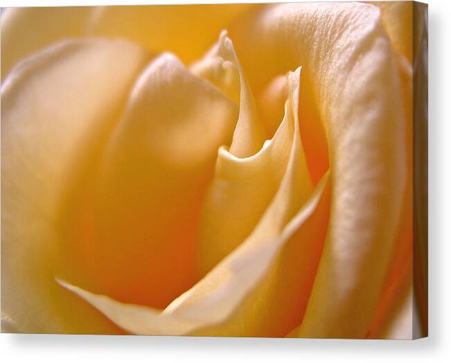 Rose Canvas Print featuring the photograph White Peace by Don Ziegler