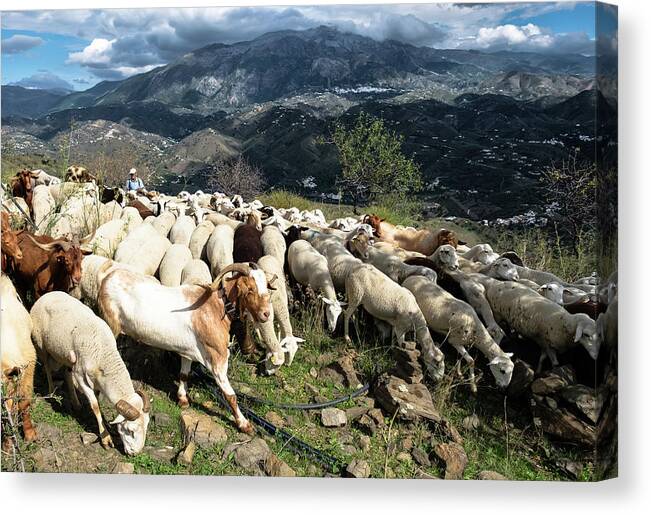 Goat Herder Canvas Print featuring the photograph Andalusian goat herder by Gary Browne