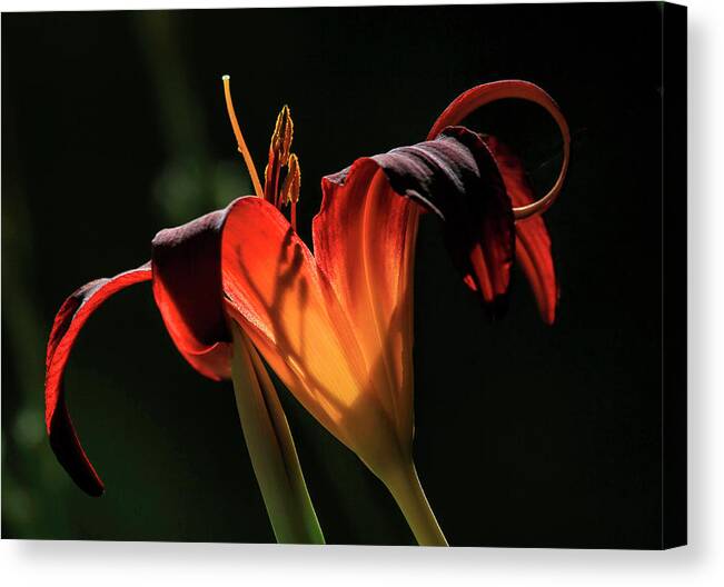 Lily Canvas Print featuring the photograph Candle in the Wind by Donna Kennedy
