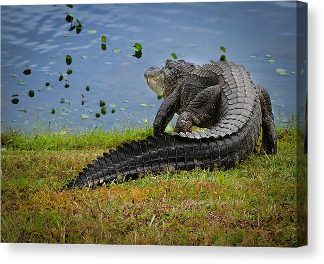 Aligator Canvas Print featuring the photograph Florida Gator by Larry Marshall
