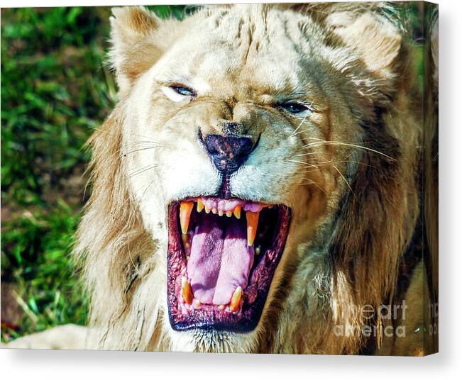 Lion Roar Canvas Print featuring the photograph Lion Roar at the Philadelphia by John Rizzuto