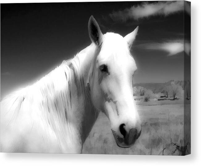 Horse Canvas Print featuring the photograph White horse by Lou Novick