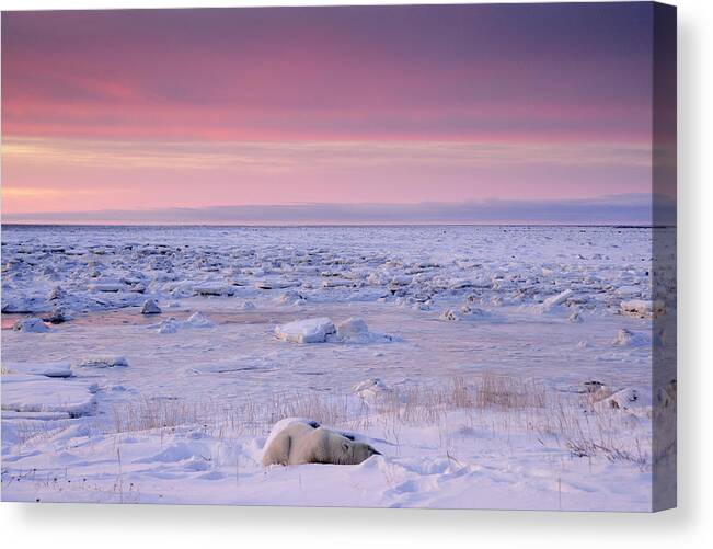 Animals Wildlife Canvas Print featuring the photograph Hudson Bay Landscape #1 by Don Johnston