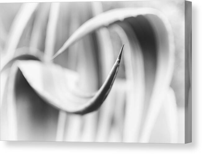 Nature Canvas Print featuring the photograph Thorn by Darko Ivancevic