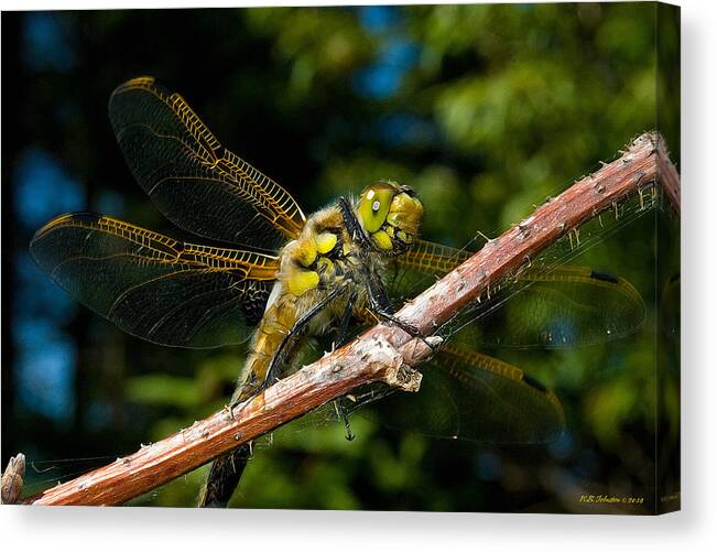 Dragonfly Canvas Print featuring the photograph Yellow Dragon by WB Johnston