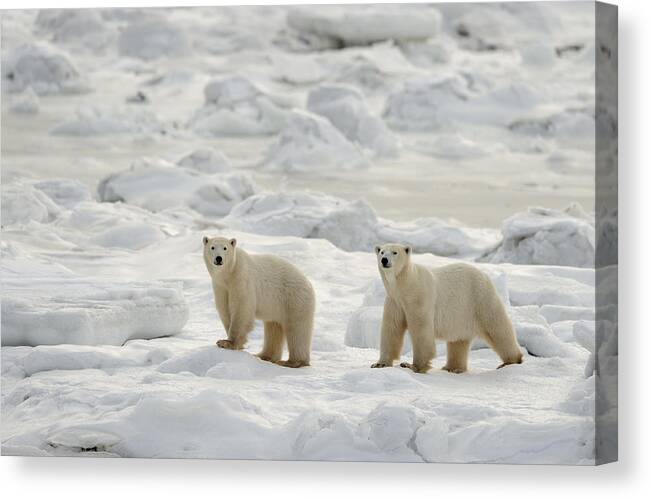 Animals Wildlife Canvas Print featuring the photograph Canadian Mammals #7 by Don Johnston