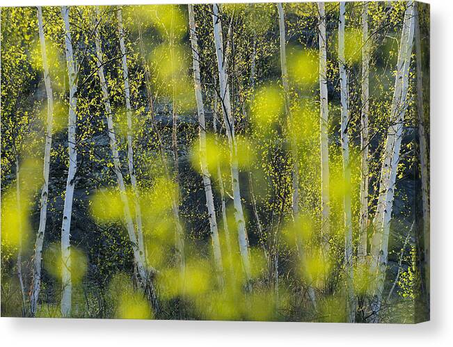 Abstract Patterns Canvas Print featuring the photograph Canadian Patterns and Impressions #7 by Don Johnston