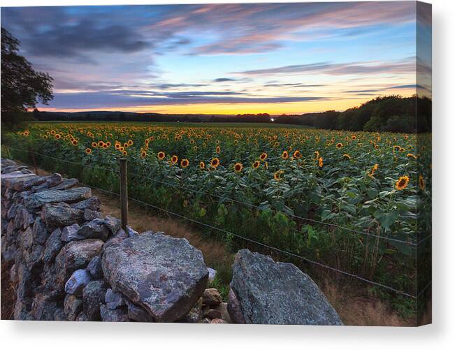 Sunflowers Canvas Print featuring the photograph Sunflower Sunset #9 by Bryan Bzdula