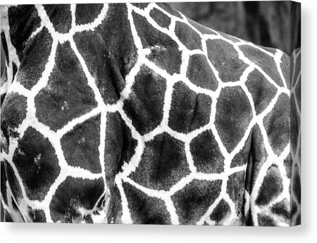 Wildlife Canvas Print featuring the photograph A Giraffe's Maze by Steven Santamour