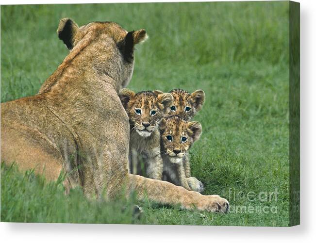 Africa Canvas Print featuring the photograph African Lion Cubs Study the Photographer Tanzania by Dave Welling