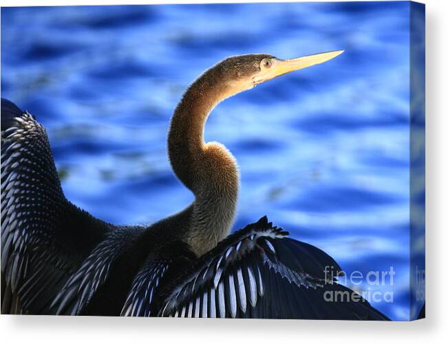 Landscapes Canvas Print featuring the photograph Anhinga In Blue by John F Tsumas