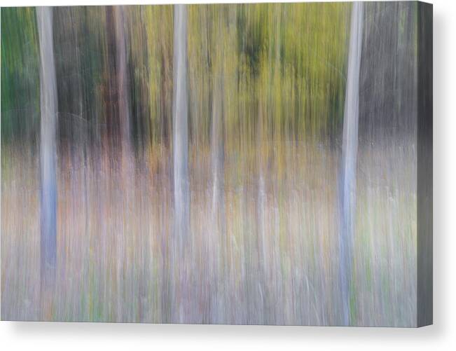 Tree Canvas Print featuring the photograph Artistic Birch Trees by Larry Marshall