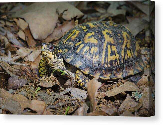 Conway Robinson Park Canvas Print featuring the photograph Box Turtle Sunning by Bradley Clay