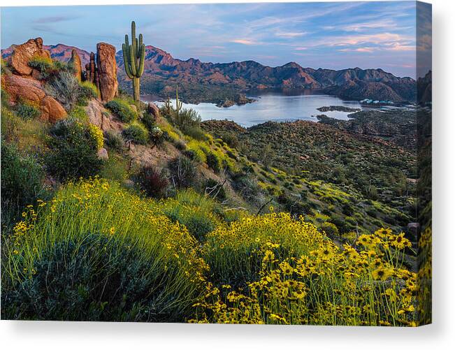 Arizona Canvas Print featuring the photograph Brittlebush Over Bartlett by Guy Schmickle