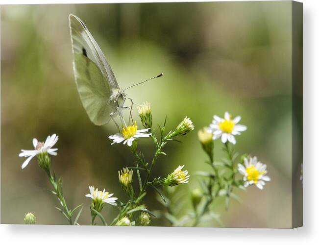 Animal Canvas Print featuring the photograph Cabbage White Butterfly by Bradley Clay