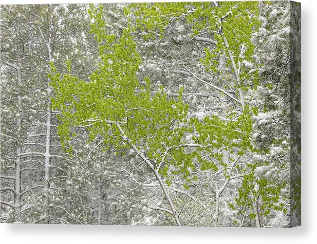 Atmospherics Canvas Print featuring the photograph Canadian Spring Landscape by Don Johnston